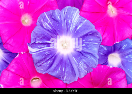 Morning Glory Blume Stockfoto