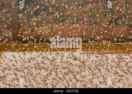 Alpenstrandläufer (Calidris Alpina) strömen im Flug, Ankeny National Wildlife Refuge, Oregon Stockfoto