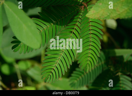 Mimosa Pudica Sinnpflanze und die Berührung mich nicht Blätter Stockfoto