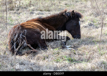 Florida Cracker Fohlen (Equus Ferus Caballus) Festlegung auf getrocknete Gräser Paynes Prairie. Stockfoto