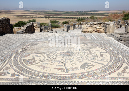 Antike römische Mosaik in Volubilis, Marokko, Nordafrika Stockfoto