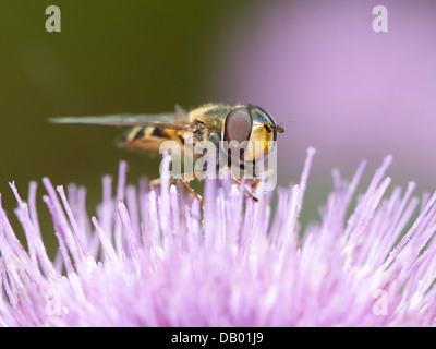 Sunfly Helophilus pendelnden Fütterung auf Distel Stockfoto