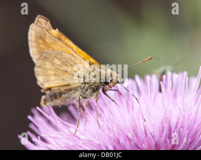 Großen Skipper Schmetterling auf Distel Stockfoto
