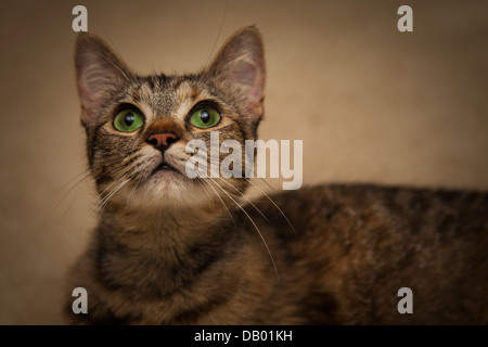 Ein Porträt des jungen Tiger gestreifte Katze starrte unverwandt oberhalb der Kamera. Intensiv grünen Augen stehen im Mittelpunkt... Stockfoto