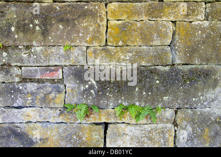Alten gestapelt Steinblock Wand mit Farne wachsen durch Risse Stockfoto