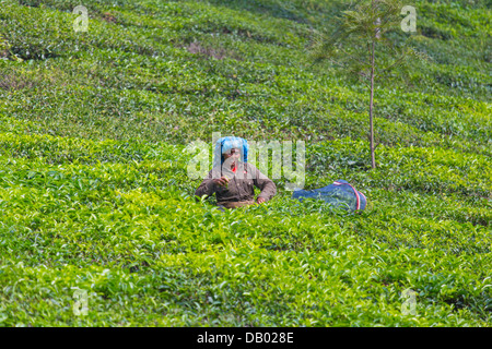 Frau Kommissionierung Tee auf einer Teeplantage in Sienna, Indien Stockfoto