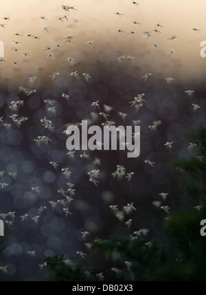 Eine Wolke fliegen schwebt über einem kleinen Busch am Abend in der Dämmerung in Hannover, Deutschland, 21. Juli 2013. Foto: JOCHEN LUEBKE Stockfoto