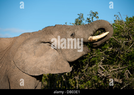 Afrikanischer Elefant (Loxodonta Africana Africana) Essen, Addo Elephant National Park, Eastern Cape, Südafrika Stockfoto