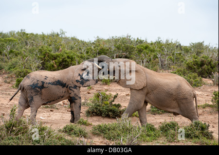 Junge afrikanische Elefanten spielen (Loxodonta Africana Africana), Addo Elephant National Park, Eastern Cape, Südafrika Stockfoto