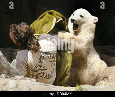 Polar Bear Cub "Knut" spielt mit seinen Keeper Thomas Doerflein im Berliner Zoo, Deutschland, 28. Juni 2007. Der Zoo hat gezählt 900.000 Besucher kommen, Knut, zu sehen, die mittlerweile 40 kg auf die Waage bringt. Foto: Wolfgang Kumm Stockfoto