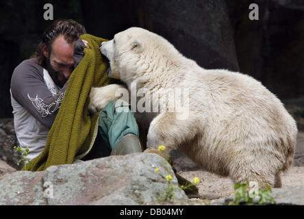 Polar Bear Cub "Knut" spielt mit seinen Keeper Thomas Doerflein im Berliner Zoo, Deutschland, 28. Juni 2007. Der Zoo hat gezählt 900.000 Besucher kommen, Knut, zu sehen, die mittlerweile 40 kg auf die Waage bringt. Foto: Wolfgang Kumm Stockfoto