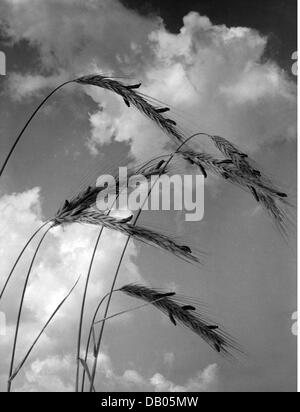botanik, Pilze, Ergot (Claviceps purea), Sklerotien auf Roggen, Deutschland, 1940er Jahre, zusätzliche-Rights-Clearences-nicht verfügbar Stockfoto
