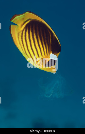 Endemischen Red Sea Butterflyfish oder rote Meer Racoon Butterflyfish isst eine Qualle. Stockfoto