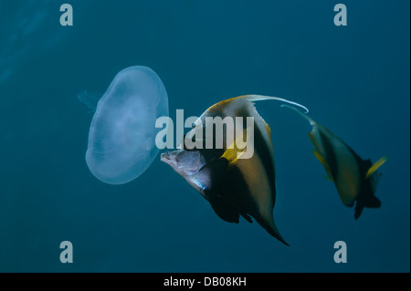 Rotes Meer Bannerfish isst Aurelia Quallen. Stockfoto