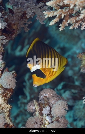 Diagonale Butterflyfish oder rote Meer Racoon Butterflyfish ist endemisch auf das Rote Meer Stockfoto