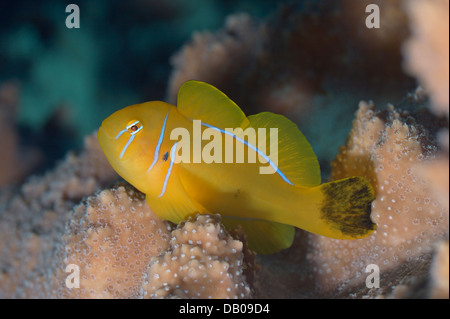 Zitrone-Grundel mit schwarzem Endstück sitzt auf Acropora-Steinkorallen. Stockfoto