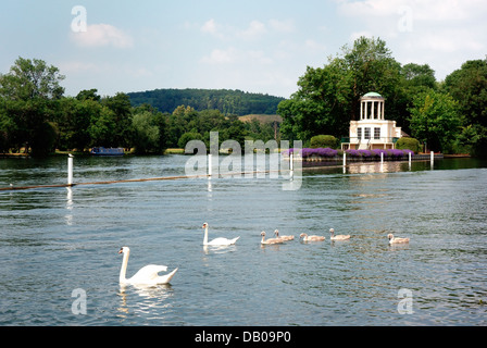 Zwei Schwäne und ihre fünf Signets vorbeiziehen Tempelinsel auf der Themse Stockfoto