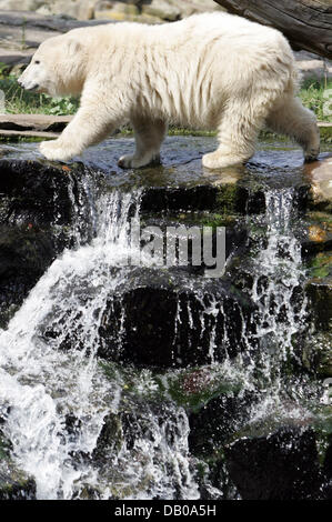 60-Killogrammes schwere Eisbär geht Knut am Anfang ein kleiner Wasserfall im Berliner Zoo, Deutschland 26. Juli 2007. Foto: Rainer Jensen Stockfoto