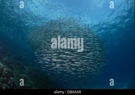 Schule des yellowtail Barracuda schafft eine lebendige Kugel am Riff im Roten Meer. Stockfoto