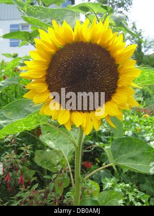 Das Bild zeigt eine Sonnenblume Septembertag-Haus Garten in Murnau, Deutschland, 22. Juli 2007. Foto: Beate Schleep Stockfoto