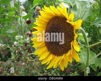 Das Bild zeigt eine Sonnenblume Septembertag-Haus Garten in Murnau, Deutschland, 22. Juli 2007. Foto: Beate Schleep Stockfoto