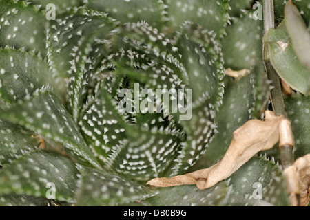 Aloe Juvenna, Spanien Stockfoto