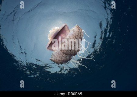 Blumenkohl-Qualle hat eine schöne Krone, die majestätischen im hellen Sonnenlicht dicht unter der Oberfläche aussieht. Stockfoto