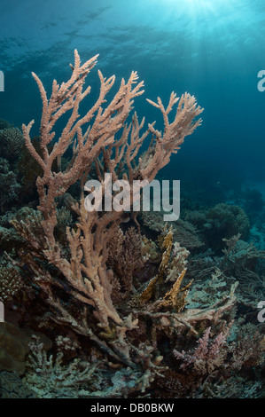 Acropora Korallen erstellen schöne Formationen im Wasser des Roten Meeres. Sie sind leicht zu brechen, aber schnell wachsen. Stockfoto