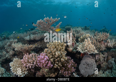 Korallen und Schwämme erstellen schöne Formationen im Wasser des Roten Meeres. Einige Korallen sind so bunt, dass es wie ein Teppich aussieht. Stockfoto