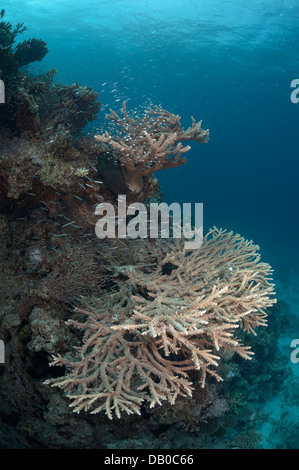 Acropora Korallen erstellen Sie wunderschöne Felsformationen in Gewässern des Roten Meeres. Tausende von kleinen Fischen verbringen es großen Teil ihres Lebens. Stockfoto