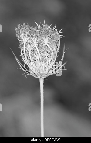 Früchte der Karotte, Daucus Carotta Früchte, Spanien Stockfoto