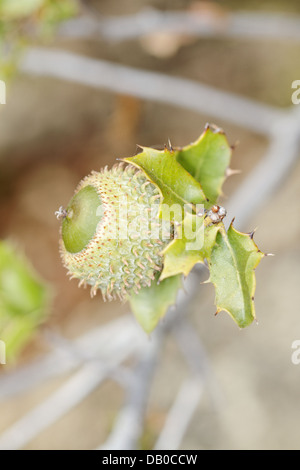 Kermes-Eiche, Quercus Coccifera, Spanien. Stockfoto