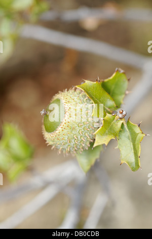 Kermes-Eiche, Quercus Coccifera, Spanien. Stockfoto
