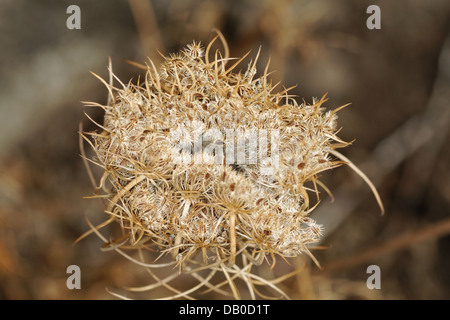 Früchte der Karotte, Daucus Carotta Früchte, Spanien Stockfoto