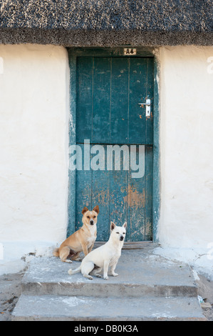 Hunde außerhalb einer Hütte in der Fischerei Dorf von Kassiesbaai in Arniston, Südafrika Stockfoto