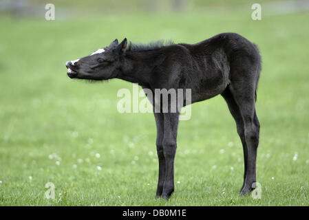 Die undatierte Bild zeigt ein German Riding Pony-Fohlen, am Futter irgendwo in Deutschland. Foto: Ronald Witek Stockfoto