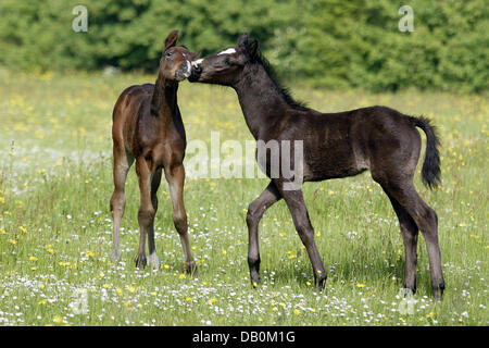 Die undatierte Bild zeigt German Riding Pony-Fohlen, am Futter irgendwo in Deutschland. Foto: Ronald Witek Stockfoto