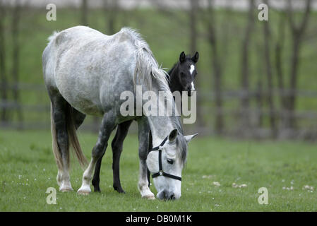 Das undatierte Foto zeigt ein German Riding Pony-Fohlen und seine Mutter, im feed irgendwo in Deutschland. Foto: Ronald Witek Stockfoto