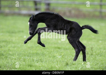 Die undatierte Bild zeigt eine German Riding Pony Fohlen Leap Frogging, am Futter irgendwo in Deutschland. Foto: Ronald Witek Stockfoto