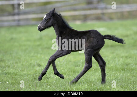 Die undatierte Bild zeigt ein German Riding Pony-Fohlen, am Futter irgendwo in Deutschland. Foto: Ronald Witek Stockfoto