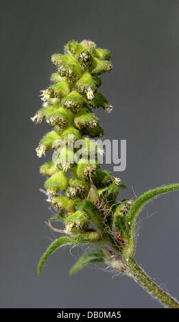 Das Bild zeigt Pollen auf einer Anlage der Beifußblättrigen Ambrosie (Ambrosia Artemisiifolia), Cottbus, Deutschland, 11. September 2007. Ambrosia Artemisiifolie hat die weltweit stärkste Pollen Allergen. Es kann für Menschen, die allergisch auf sie juckende Augen, Tränen, Kopfschmerzen und Heuschnupfen verursachen. Laut Biologen ist es entscheidend, die invasive Pflanze aus weitere Ausbreitung zu stoppen. Sie stammt aus dem Norden Ame Stockfoto