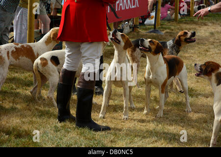 Alcester, Warwickshire. 21. Juli 2013. Hunde im Ring bei der CLA Game Fair, Ragley Hall, Alcester, Warwickshire, 19,20, 21. Juli. Foto von John Robertson, 2013. Bildnachweis: John Robertson/Alamy Live-Nachrichten Stockfoto