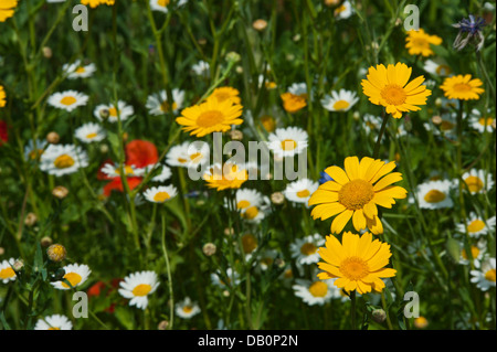 Close-up of wild flowers - poppies, ox-eye daisies, cornflowers, corn marigolds and corncockles Stockfoto