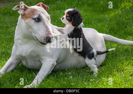 Niedliche Cavalier King Charles Spaniel Welpen mit Bull Terrier Hund im Garten spielen Stockfoto