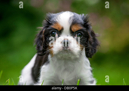 Niedliche Cavalier King Charles Spaniel Welpen im Garten Stockfoto