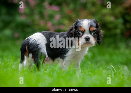 Niedliche Cavalier King Charles Spaniel Welpen im Garten Stockfoto