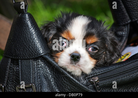 Niedliche schläfrig Cavalier King Charles Spaniel Welpen beim Einschlafen in Handtasche Stockfoto