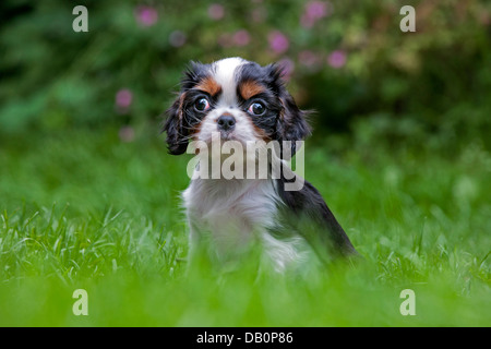 Niedliche Cavalier King Charles Spaniel Welpen im Garten Stockfoto