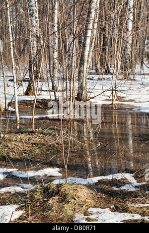 Schneeschmelze im Birkenwald im zeitigen Frühjahr Stockfoto