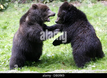 Young-Kamtschatka-Braunbären Walfische um bei ihren outdoor-Gehäuse an den Zoo Hagenbeck in Hamburg, Deutschland, 20. September 2007. Der Kamshatka-Braunbär (Ursus Arctos Piscator = Ursus Arctos Beringianus) ist die größte Bärenarten Russlands. Ein erwachsener Mann ist 2,5 m groß und wiegt 600 kg. Weibliche Exemplare wiegen 20 bis 30 Prozent weniger. Foto: Maurizio Gambarini Stockfoto